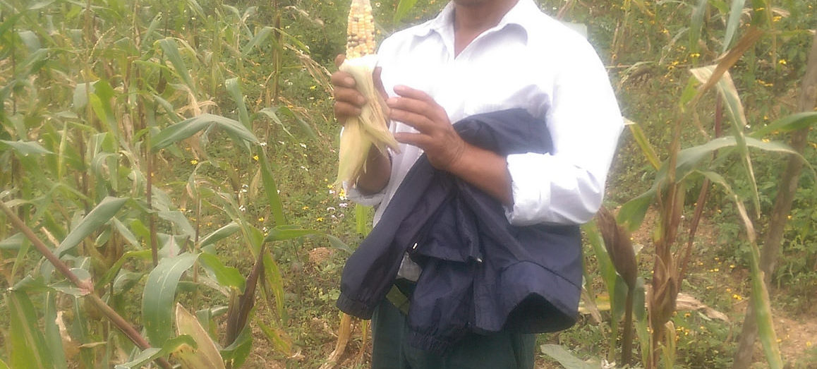 Santa Gertrudis farmer, presenting his corn, Mexico.