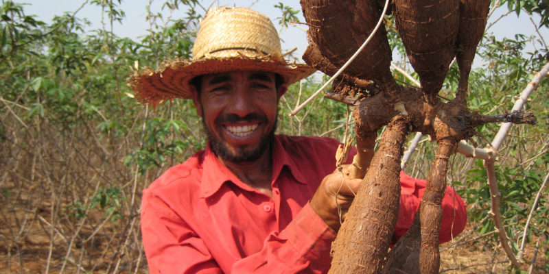 Brazilian farmer holding cassava.