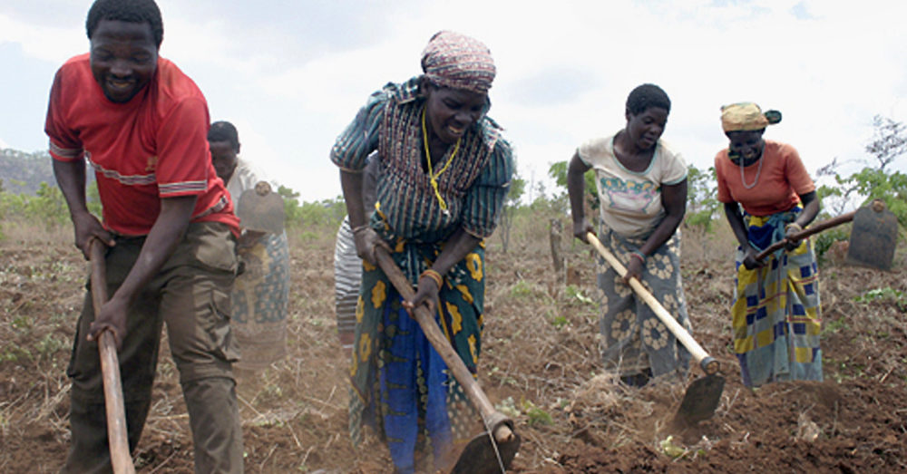 Farmers hoeing a field, Mozambique.