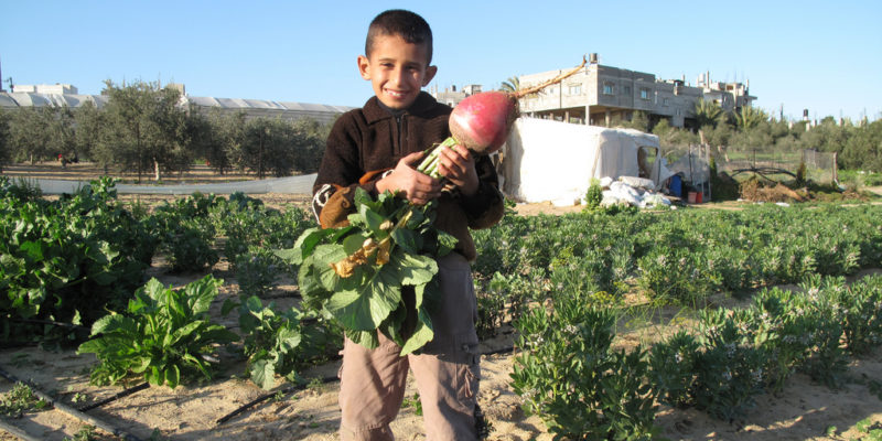 Little boy hold a radish from his family's garden, Palestine.