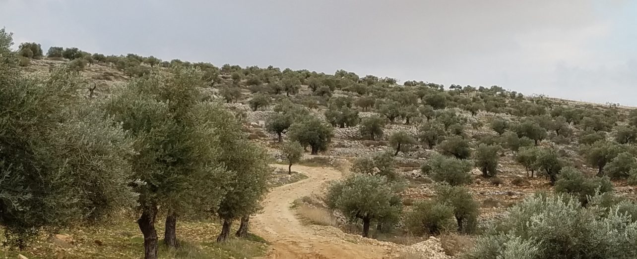 Olive grove in Palestine.
