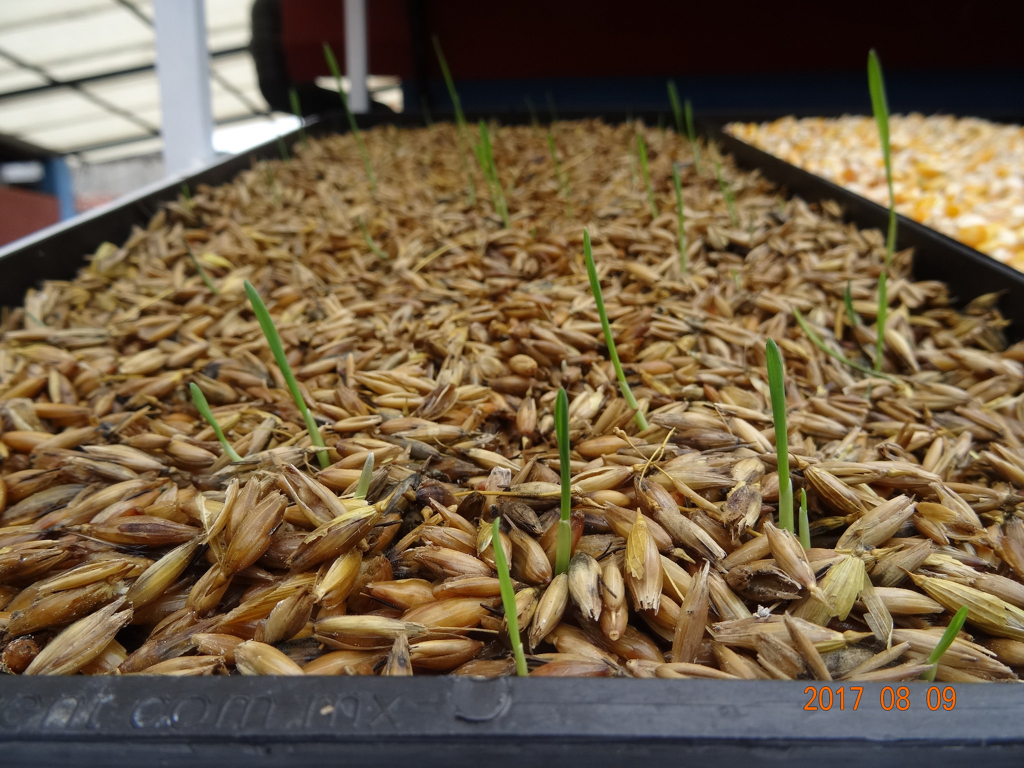 Sprouting sorghum.