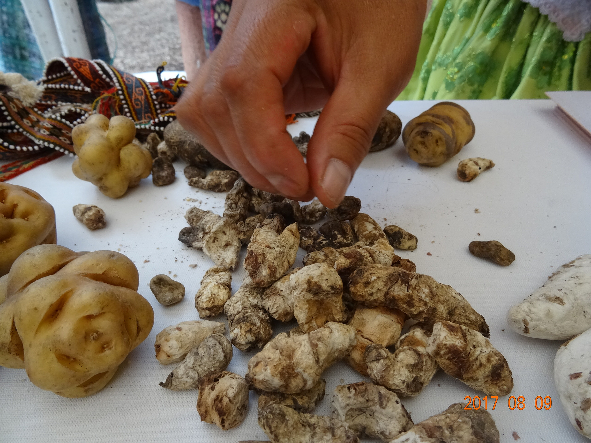 Andean seed potatoes and tubers.