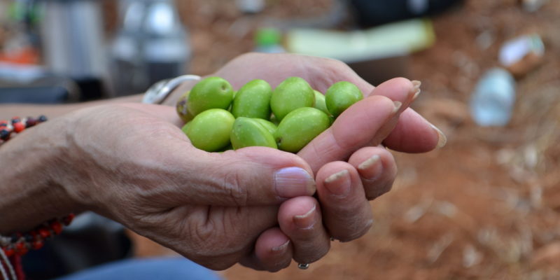 UAWC olive harvest