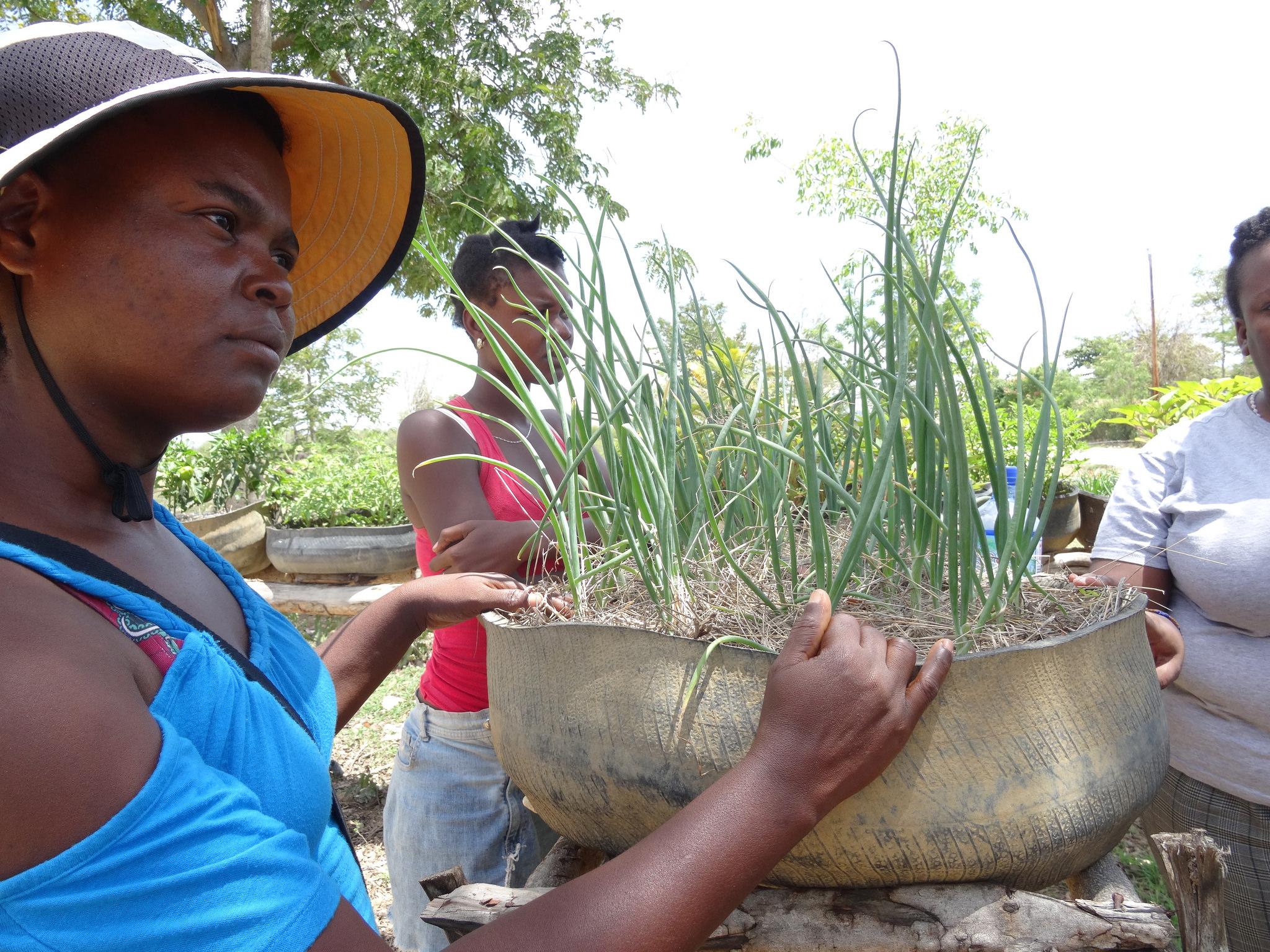 Movement Building at the Heart of Haitian Peasants' Response to Climate ...