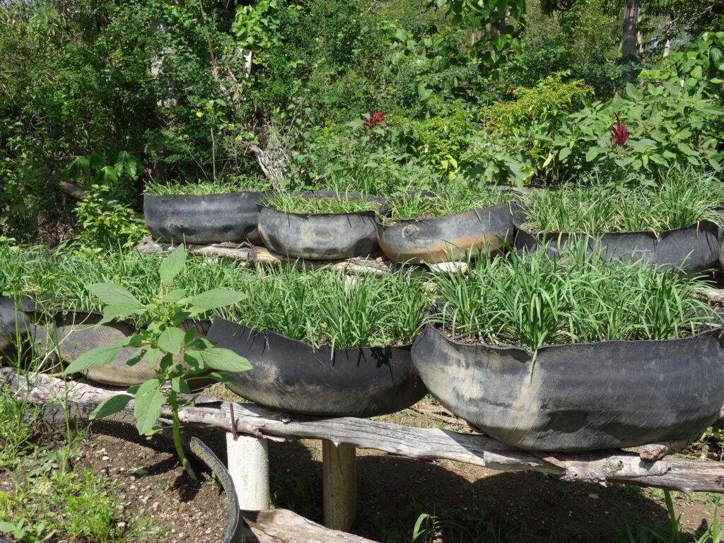 MPP tire garden, Haiti.