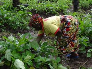 Farmer weeding her field, West Africa.